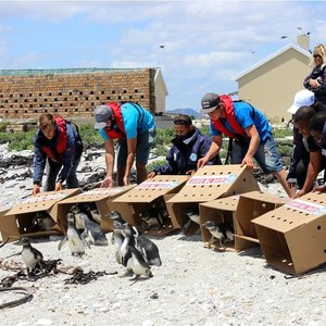 11 November 2015 was ‘n vreugdevolle dag vir die bekende African Penguin & Seabird Sanctuary in Kleinbaai. Na ‘n maand wat die Afrika Pikkewynkuikens vanaf Dyer Eiland verwyder is, is hulle met die hulp van Wilfred Chivelle se boot, Dream Catcher, asook Happy Feet, ‘n spesifiek-geborgde rubberboot deur Nautic Africa, na Dyer Eiland teruggeneem en vrygelaat om daar hul nuutgevonde vryheid te gaan geniet. 